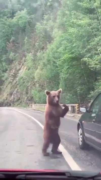 Medved pita za put do Mrcajevaca (VIDEO, FOTO)