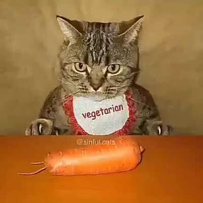 Para los fans de jojos y los gatitos