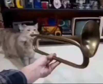 Trumpet cat