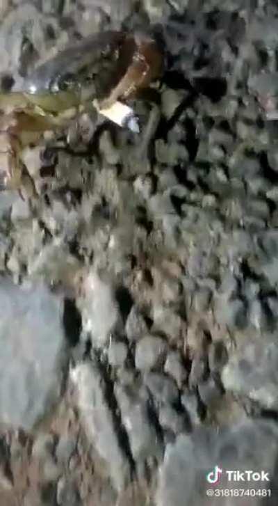 This crab smoking a cigarette