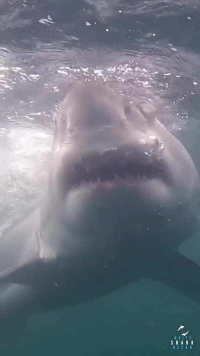 He's going. He's turning. He's looking at us!!