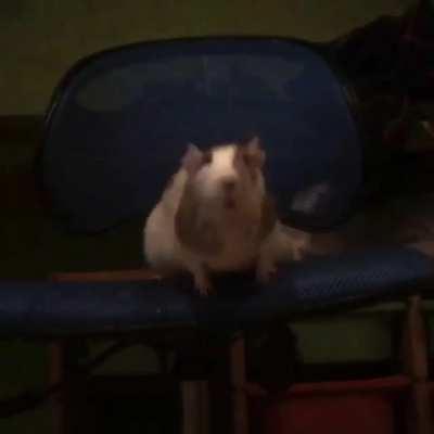 My rat’s great jump