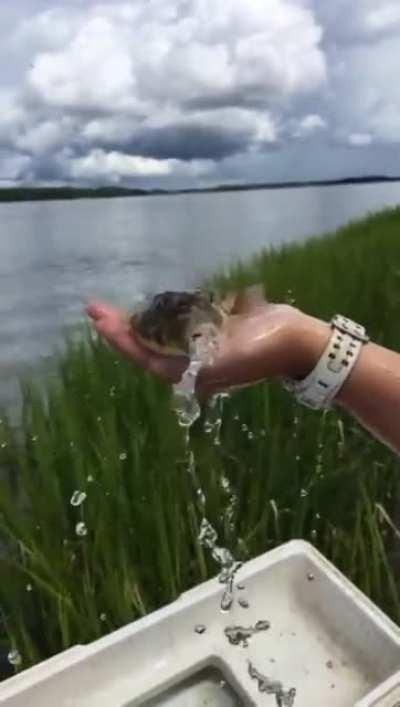 A deflating puffer fish.