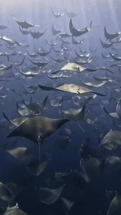Flying with manta rays