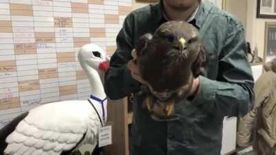 Stabiltybirb(hawk_version)