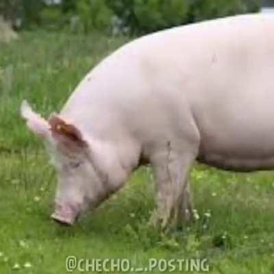 las viejas de los cabros que no están suscritos al dylan entero B)