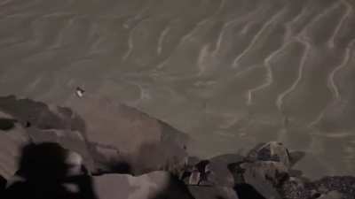 Cheeky group of Kororā