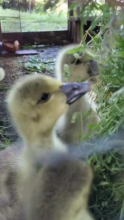 My first geese