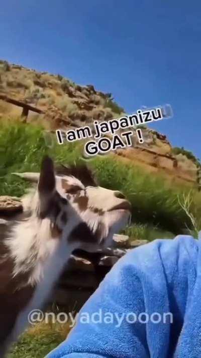 Japanese goat