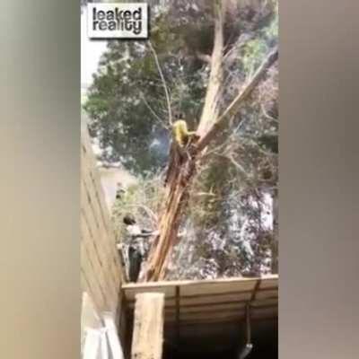 WCGW Cutting Down a Tree?