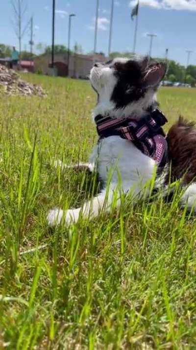 I am kitten, hear me *mew*