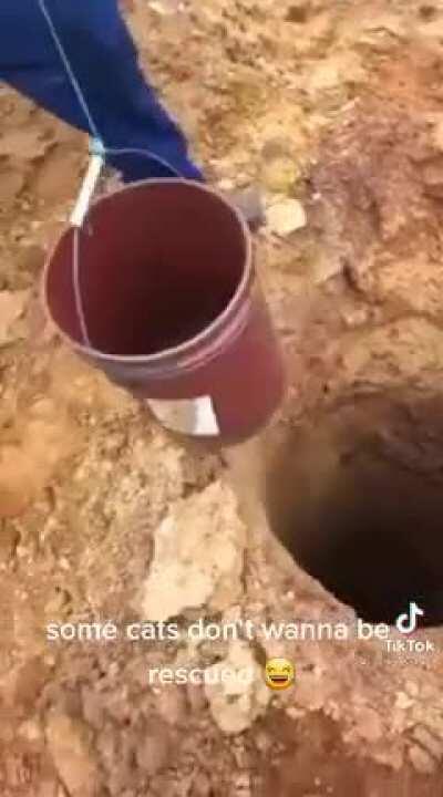 Yep, that's definitely a cat