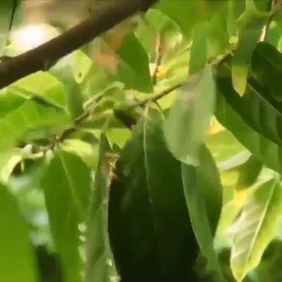 Tailorbird nesting with tree leaves