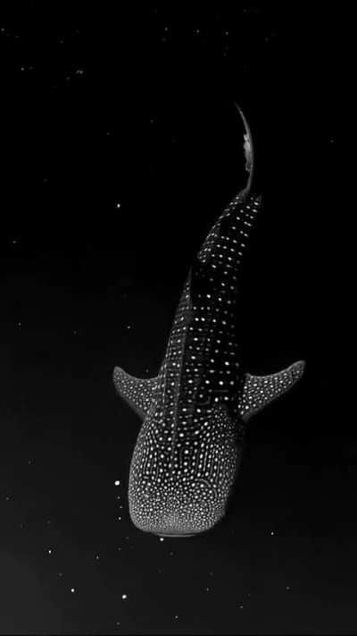 A whale shark photographed by a drone in a very calm sea seems to be swimming in a starry sky...