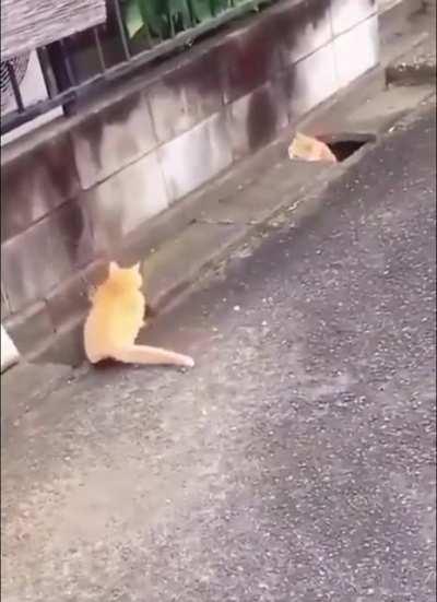 Catch me....if you can