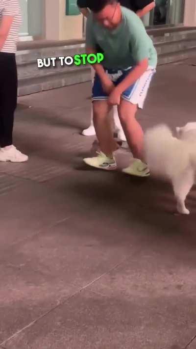 This dog loves petting puppies 🥰