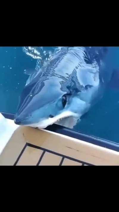 I love the shape and texture of mako sharks