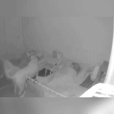 Just a Good Boi making sure the smaller ones in his pack are sleeping safely.