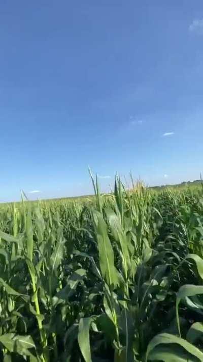 OH MY GAWD ITS KORN!!!!