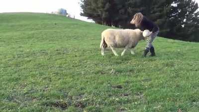 Sheep Playing Rugby