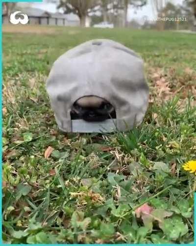 That's a weird turtle