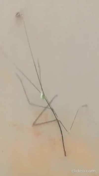 Stick bug freaking out from a caterpillar crawling on it