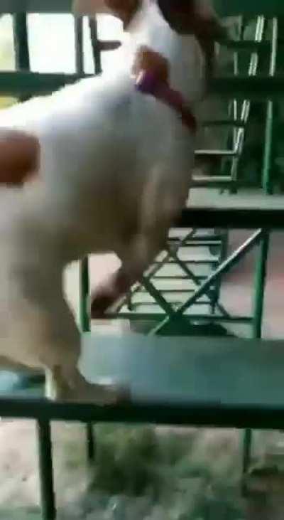 Wenomechainsama truco