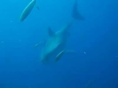 Deep Blue, the Largest White Shark Ever Recorded