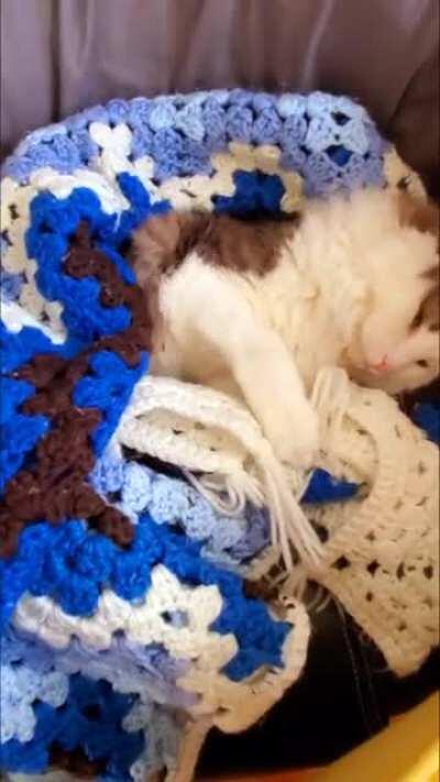 My tucked in fluff getting comfy