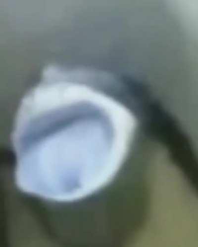 Inodoro que habla 😳