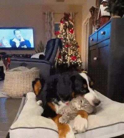 nom nom nom small bite