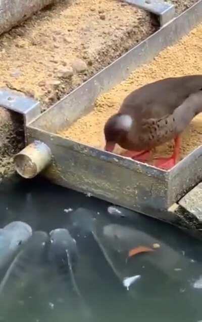 Duck feeds his new besties.