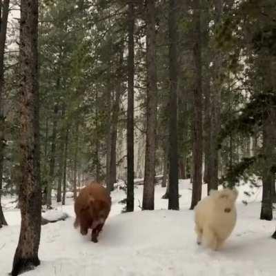Running Through the Snow