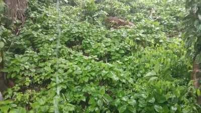 Tropical forest rain