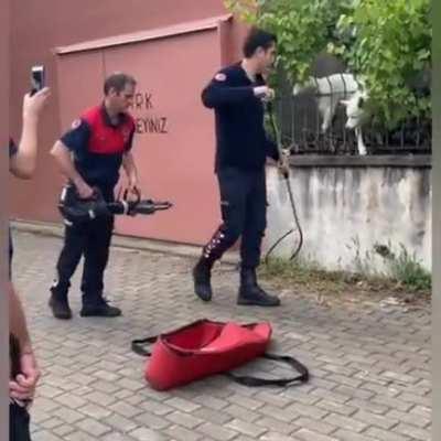 Dog pretends to be stuck.