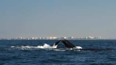 Whale Breaching - recorded this in Puerto Vallarta