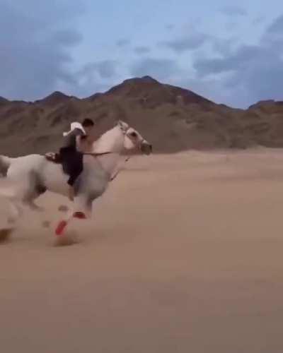 Arabian horse at full speed.