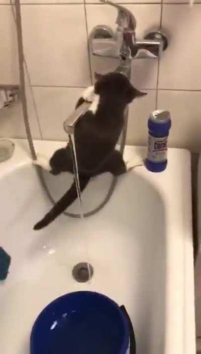 Mission Impossible: Cat