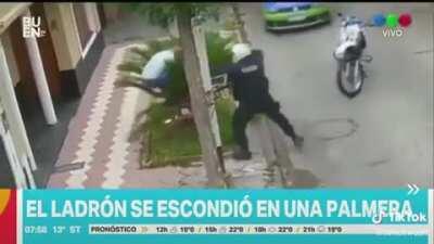 Thief tries to hide in a palm tree