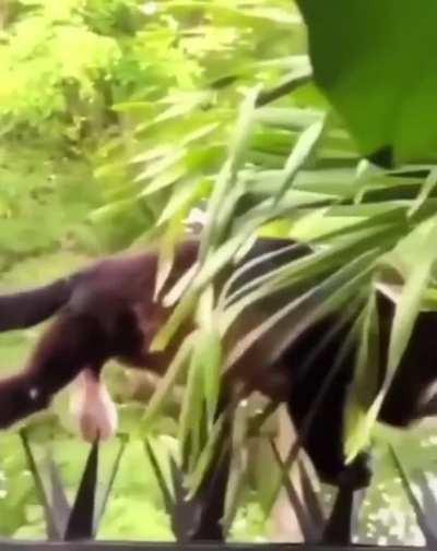 Monkey risking it all