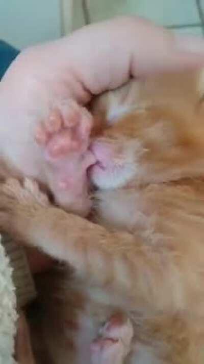 Smol criminal thinks he can melt our hearts with toe bean sucking