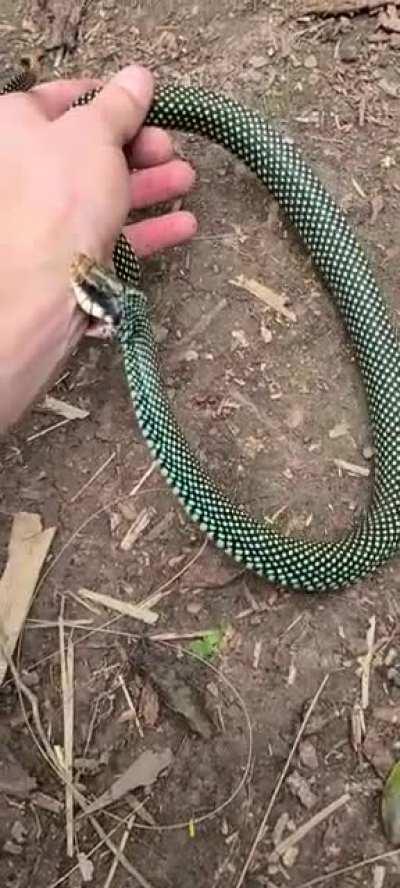 Finally caught one of the rarest species of snake in the USA 🇺🇸 one of the most beautiful species too! These gems are native to an extremely isolated range within the USA and can only be found in a single county, Handled under research permits. Speckled R