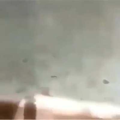 Least racist cat owner in india