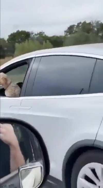 ele dirige melhor que eu