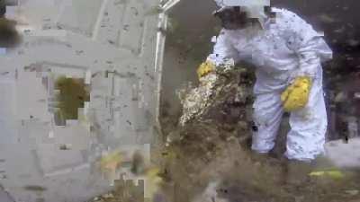 Massive hornet empire removal