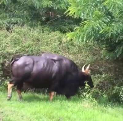 Gaur, aka the Indian bison. The worlds largest breed of cattle