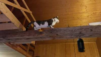 Catch a bat. 1 hour I tried to get the bat out of the house. Then Baloo came home.