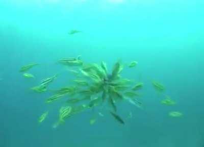 LeatherJackets swarm an Octopus.
