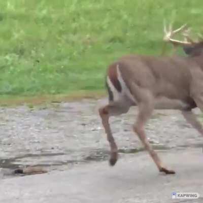 CWD aka zombie deer disease, which causes brain damage and leads to death