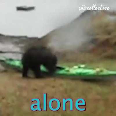 to stop a bear from ruining the kayak (she bearly stopped it ba-dump-tss)
